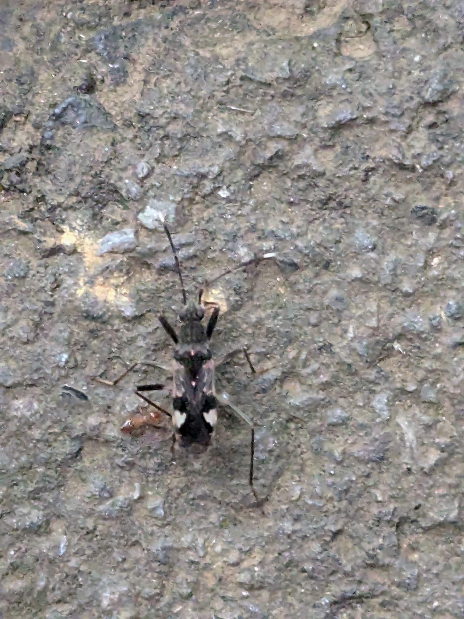 Metochus abbreviatus
