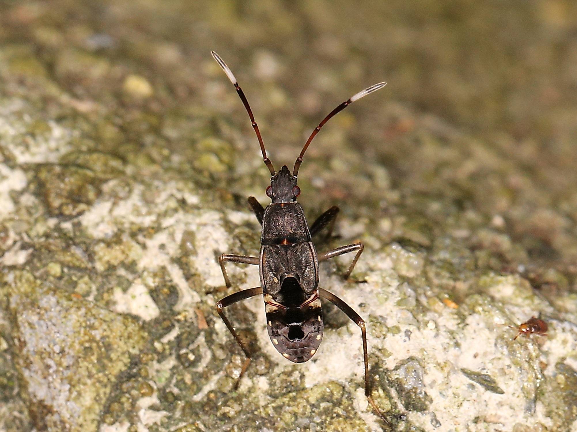 Metochus abbreviatus