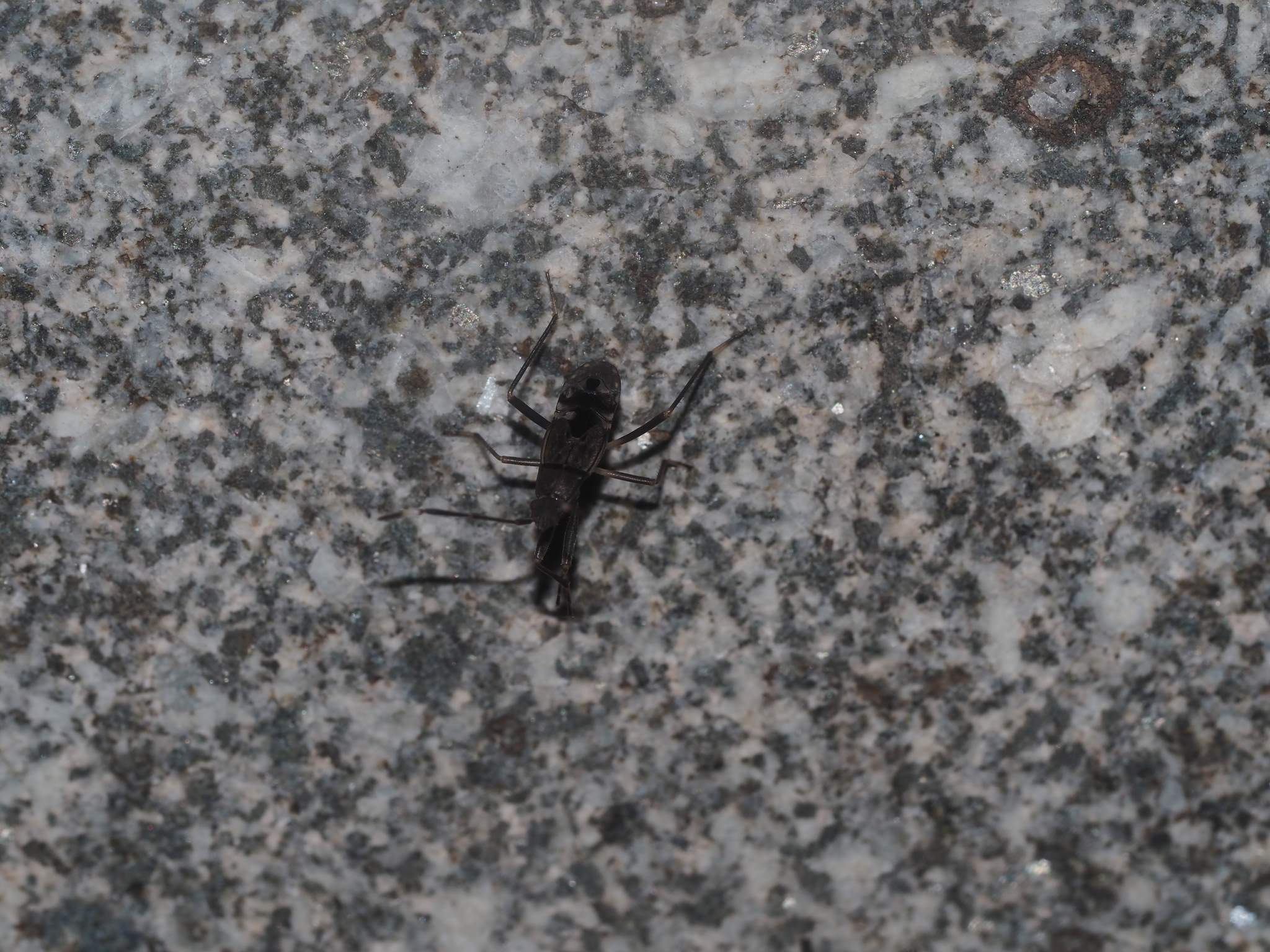 Metochus abbreviatus