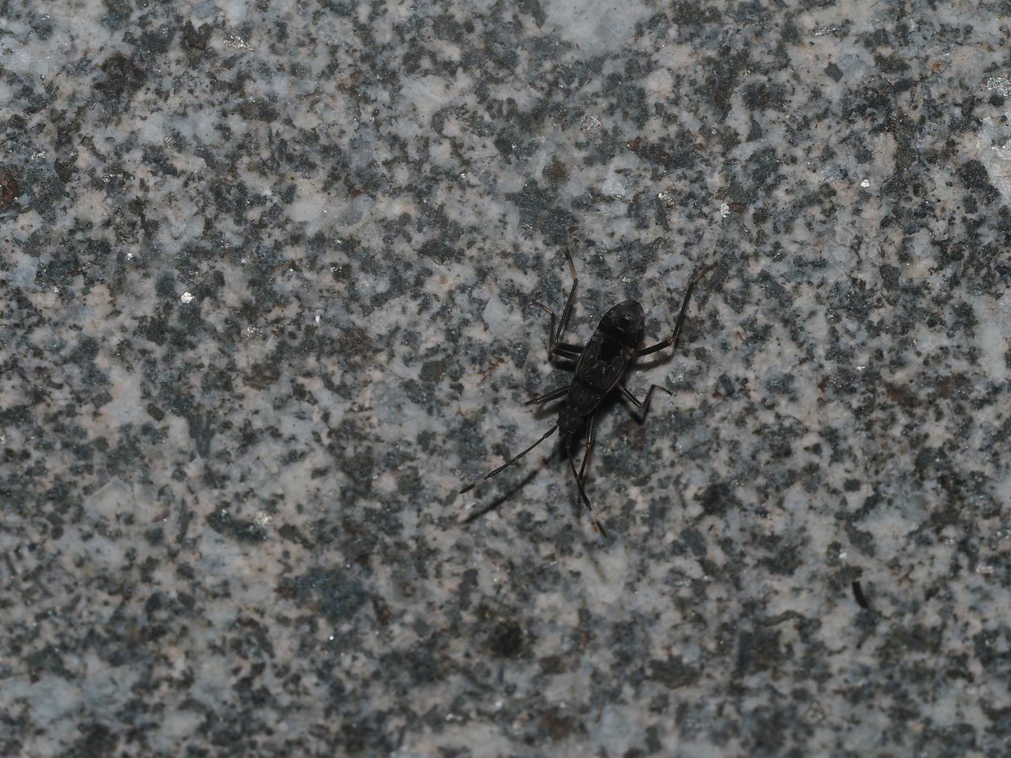 Metochus abbreviatus