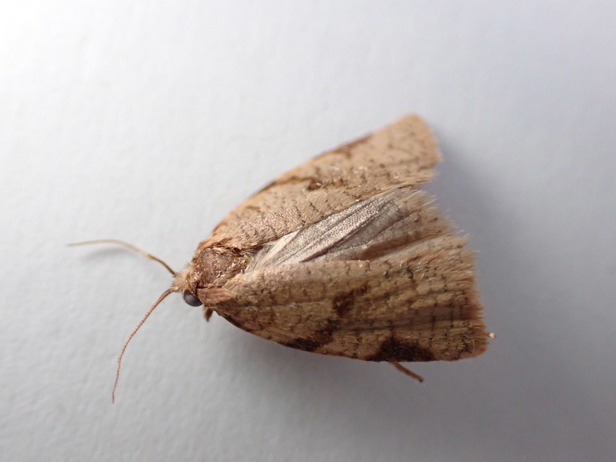 Adoxophyes honmai