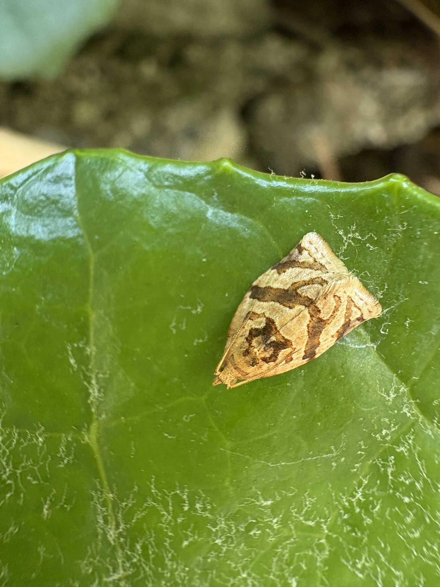 Adoxophyes honmai