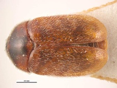 Trogoderma granarium