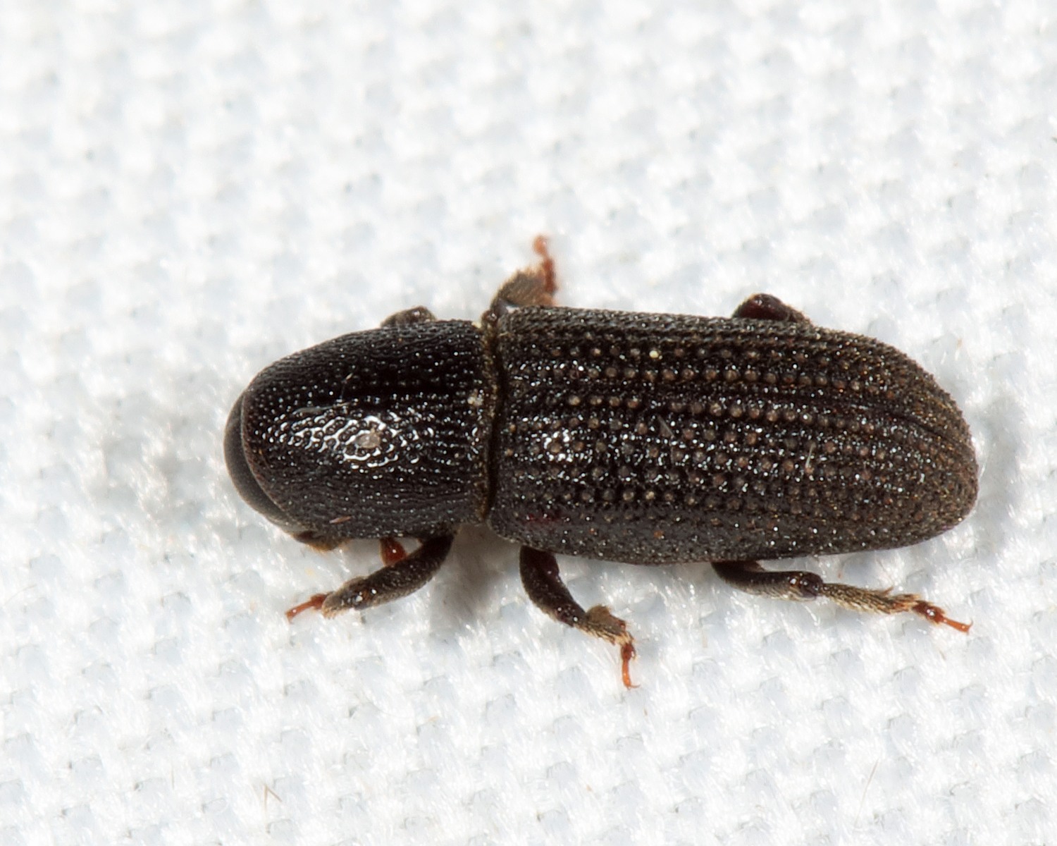 Hylastes porculus