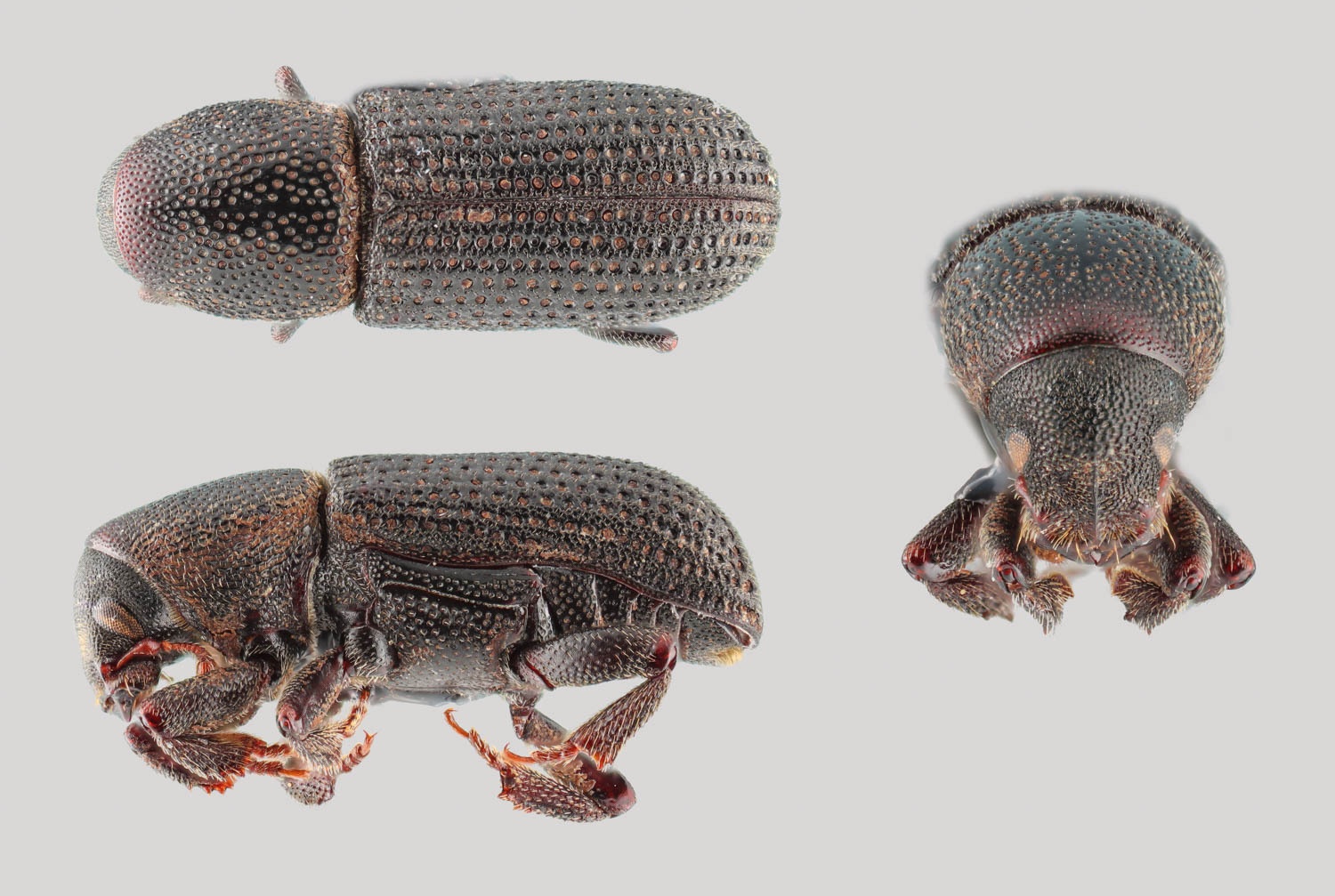 Hylastes porculus