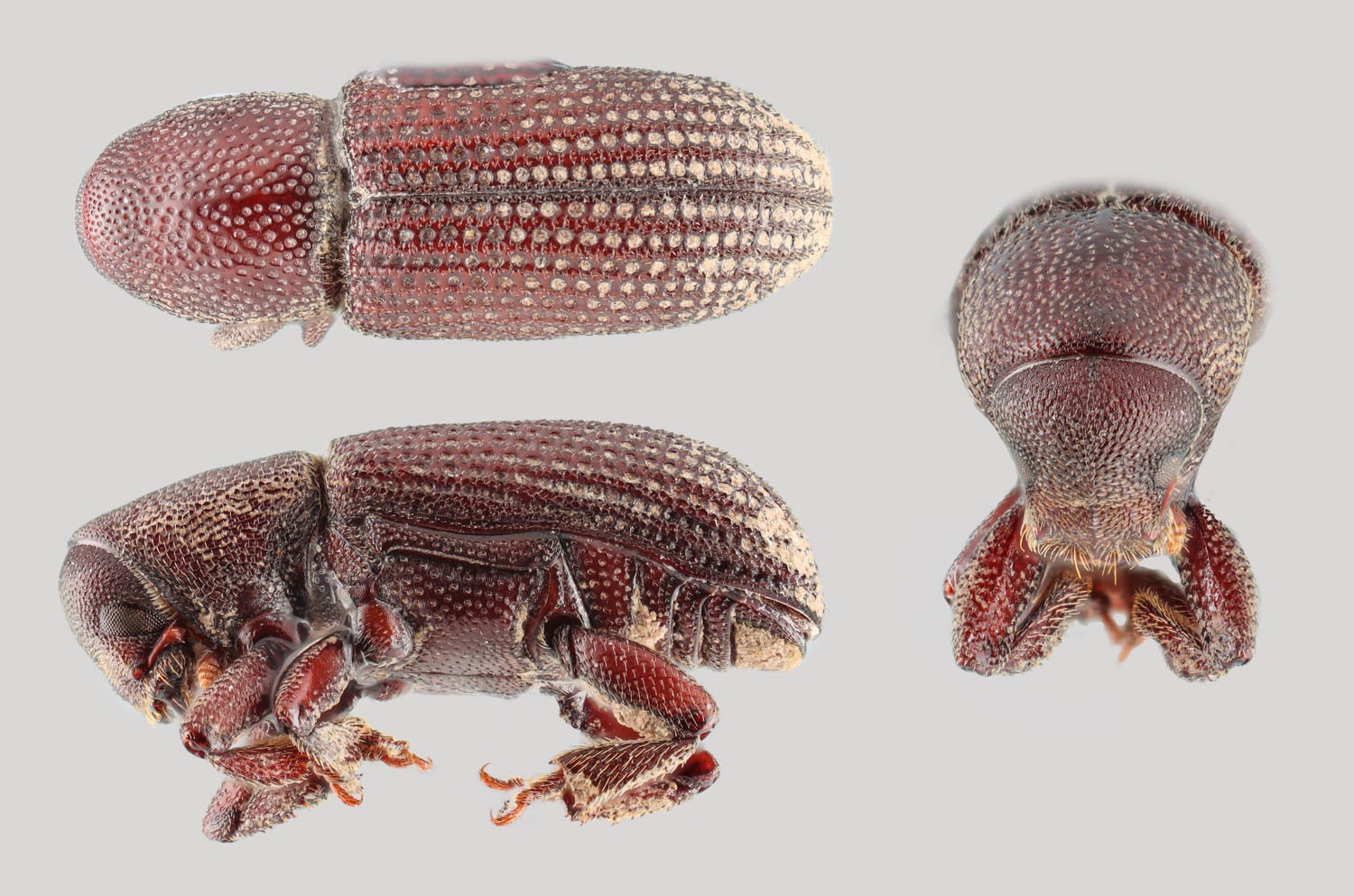 Hylastes porculus