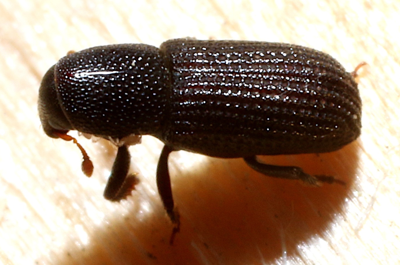 Hylastes porculus