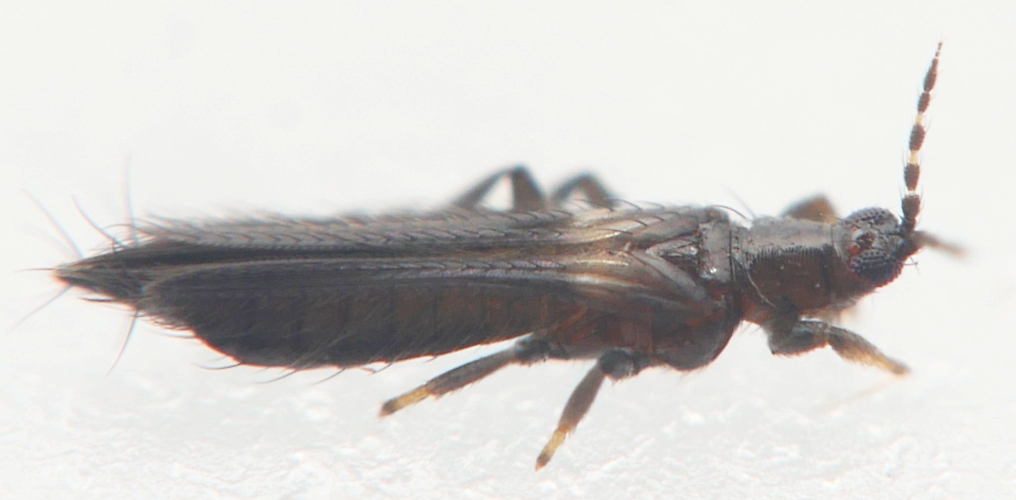 Pezothrips kellyanus