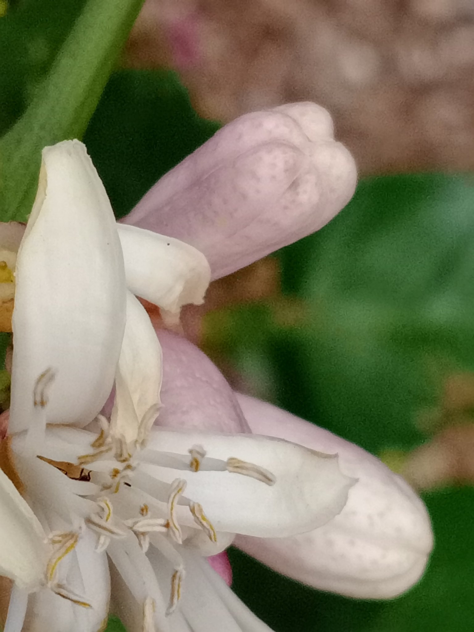 Pezothrips kellyanus