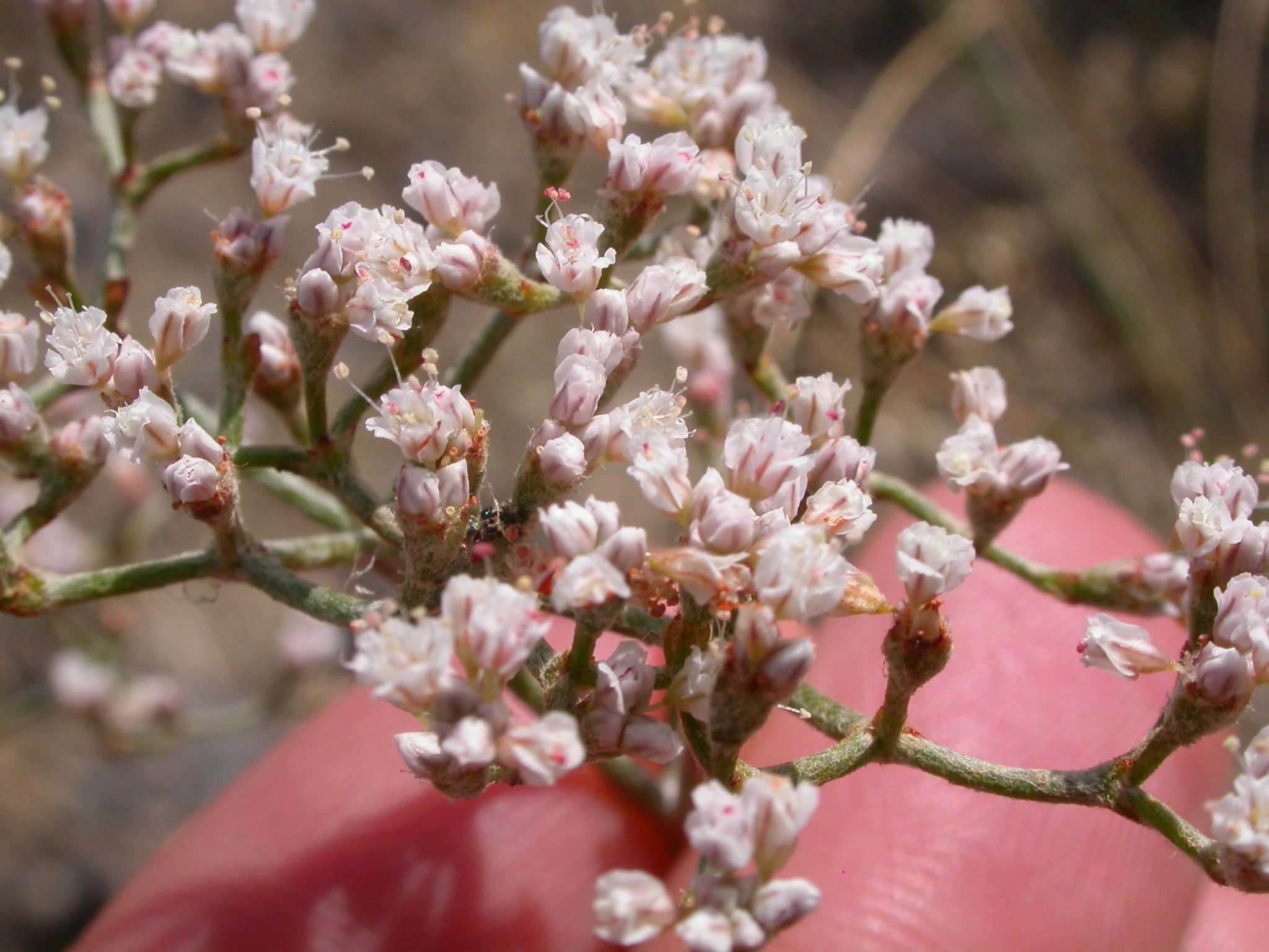 Microtheca