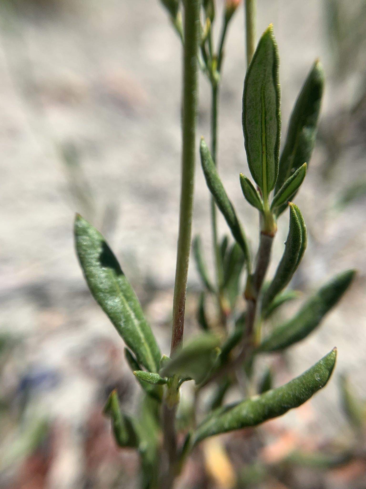 Microtheca