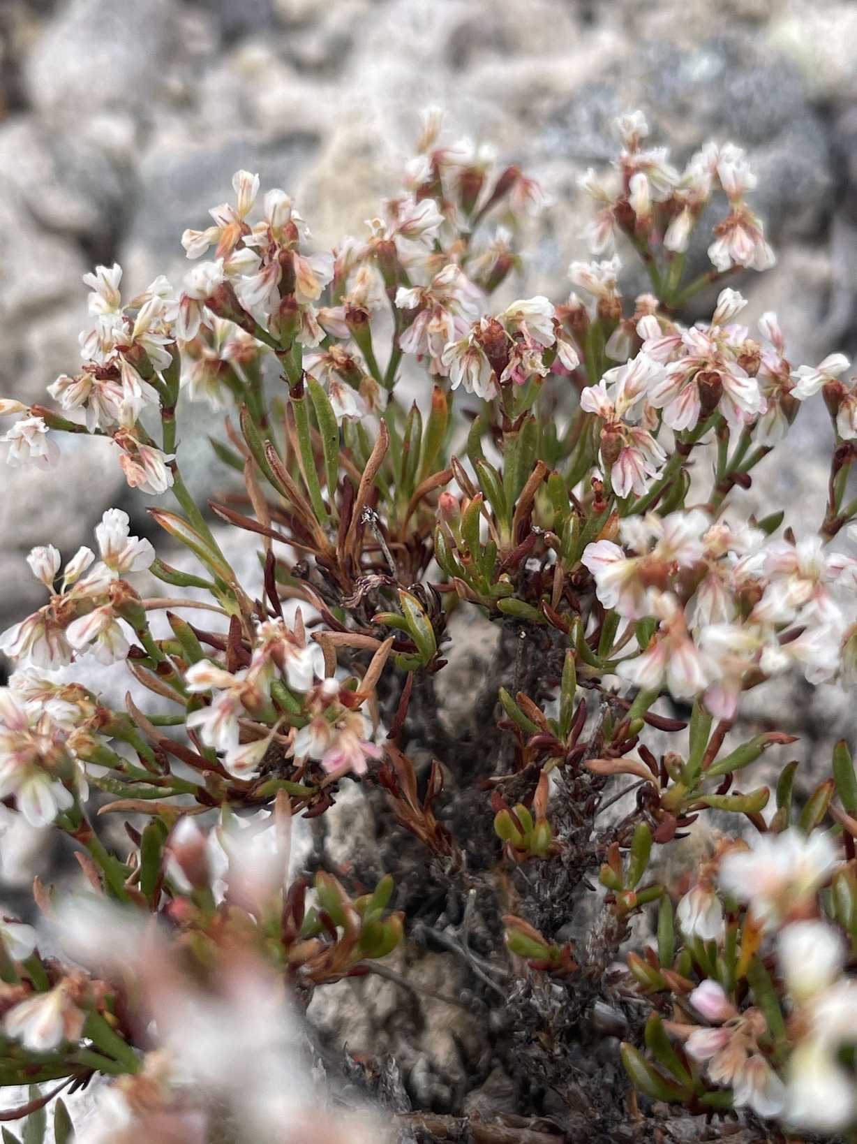 Microtheca