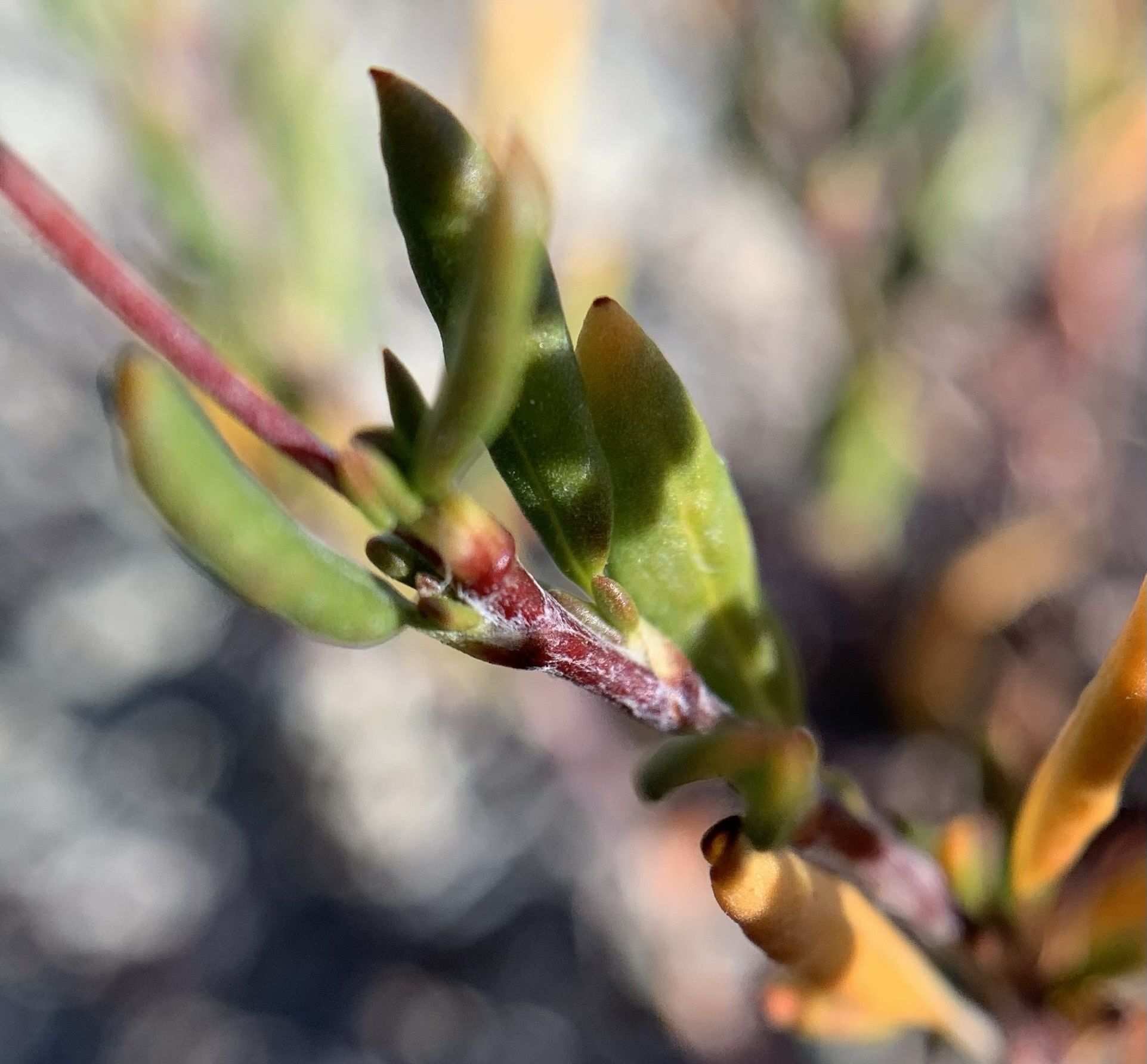 Microtheca