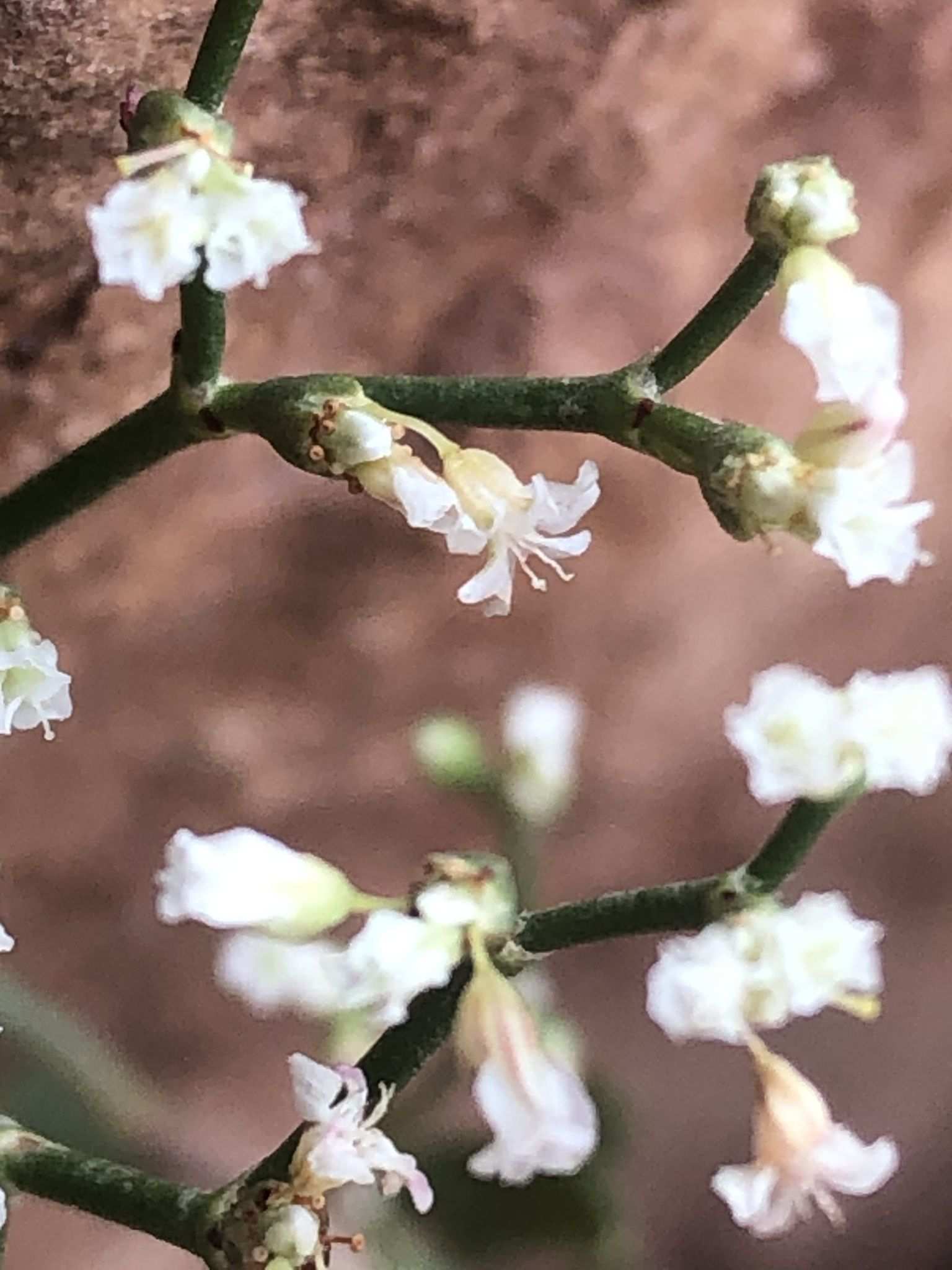 Microtheca