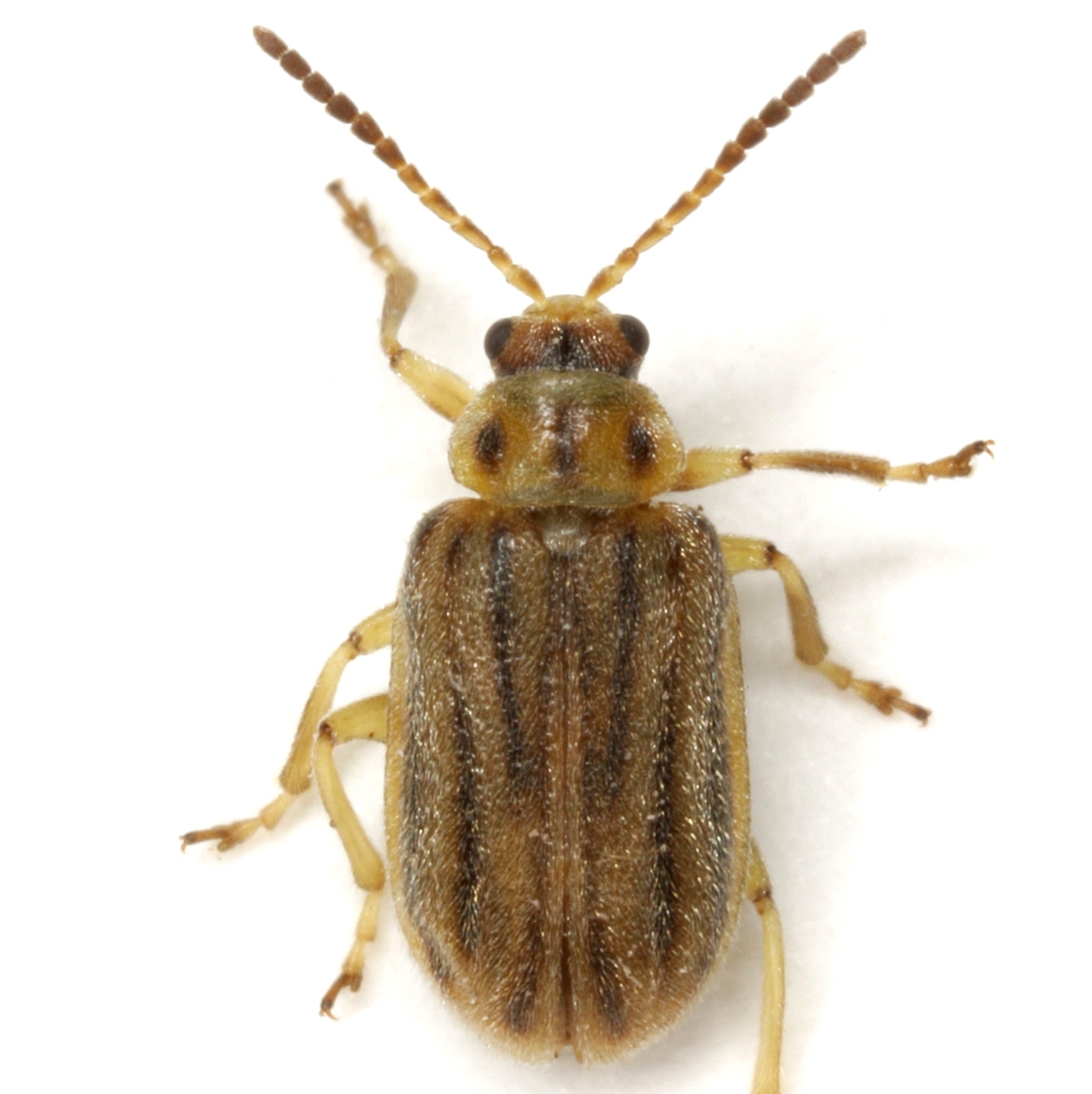 Ophraella