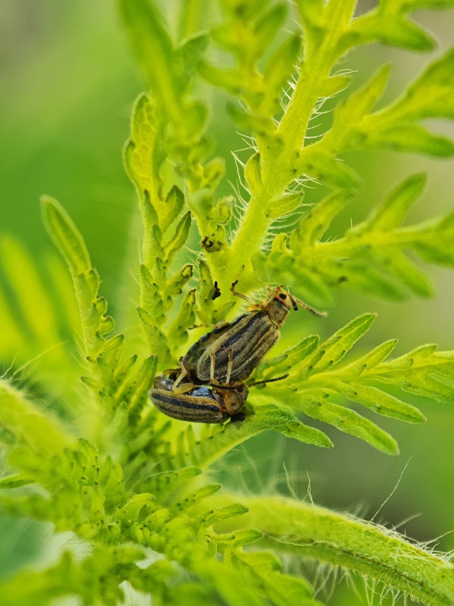 Ophraella