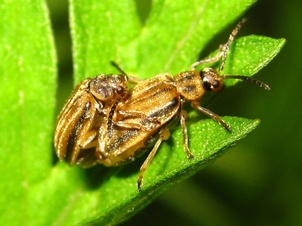 Ophraella