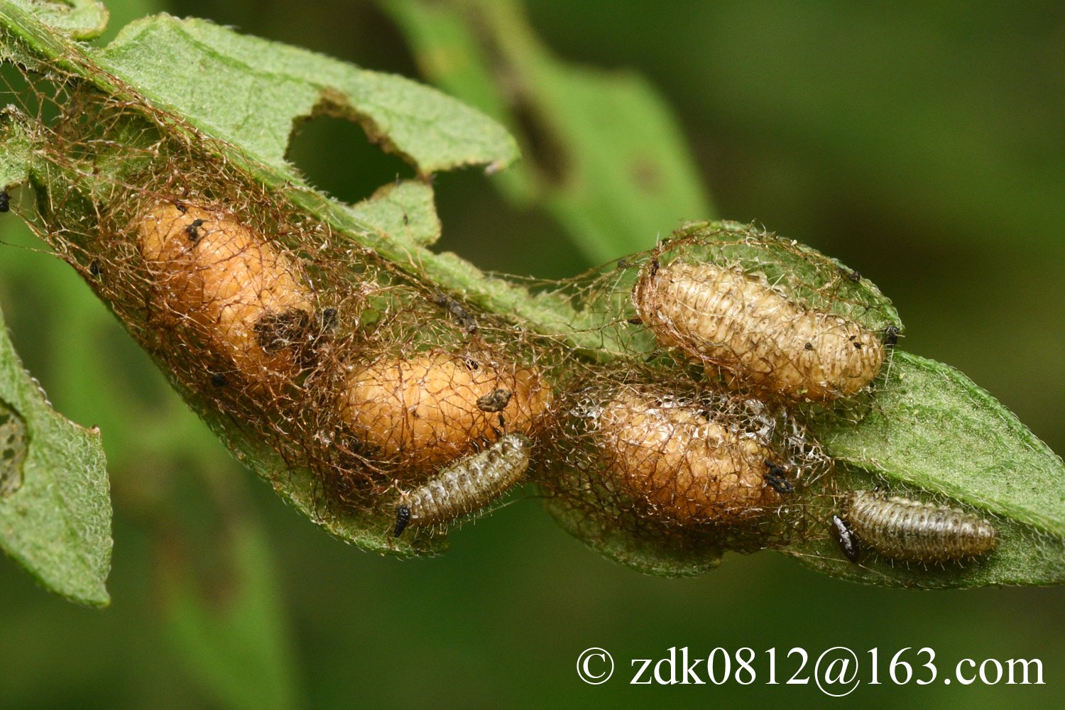 Ophraella