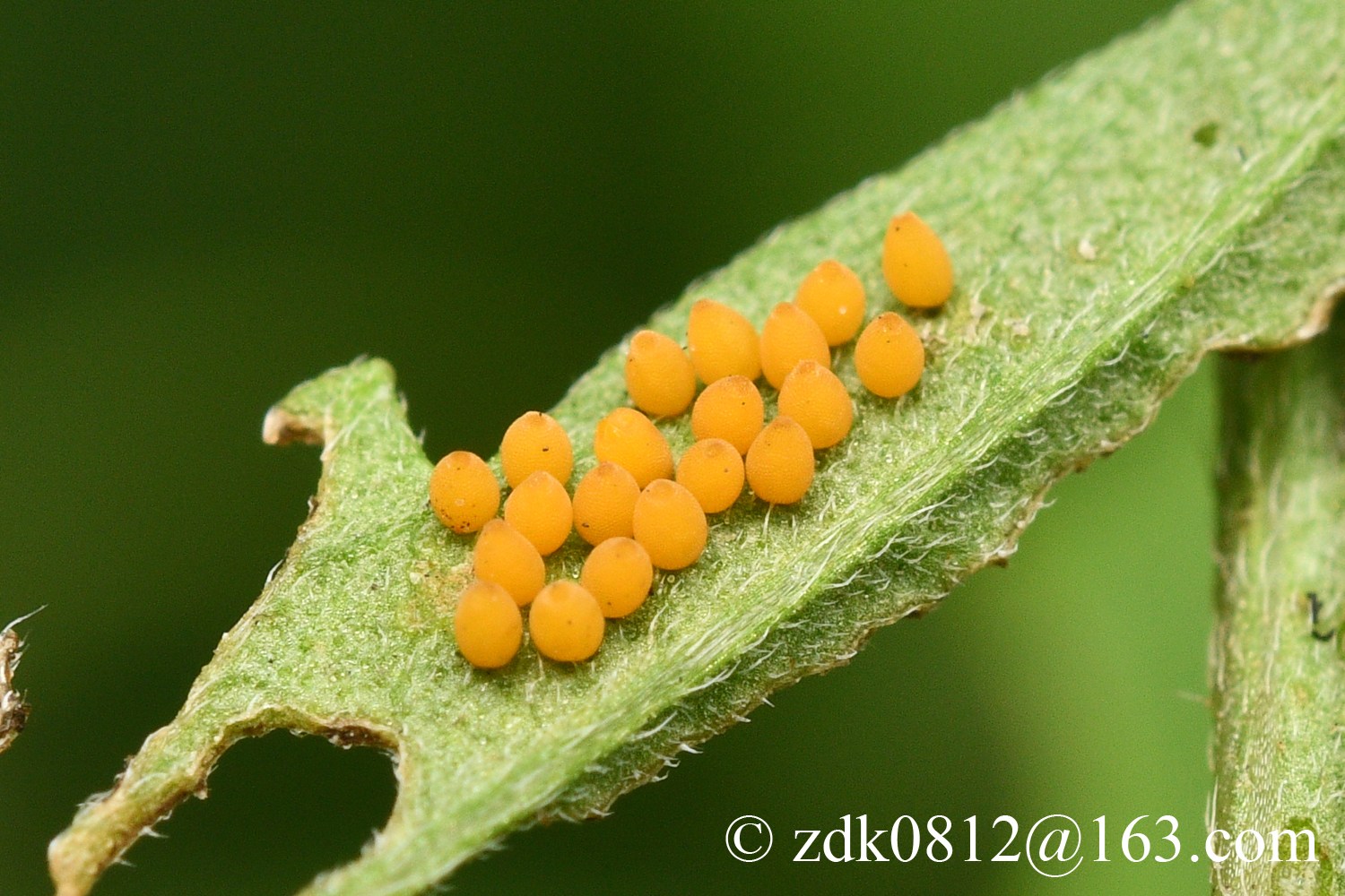 Ophraella