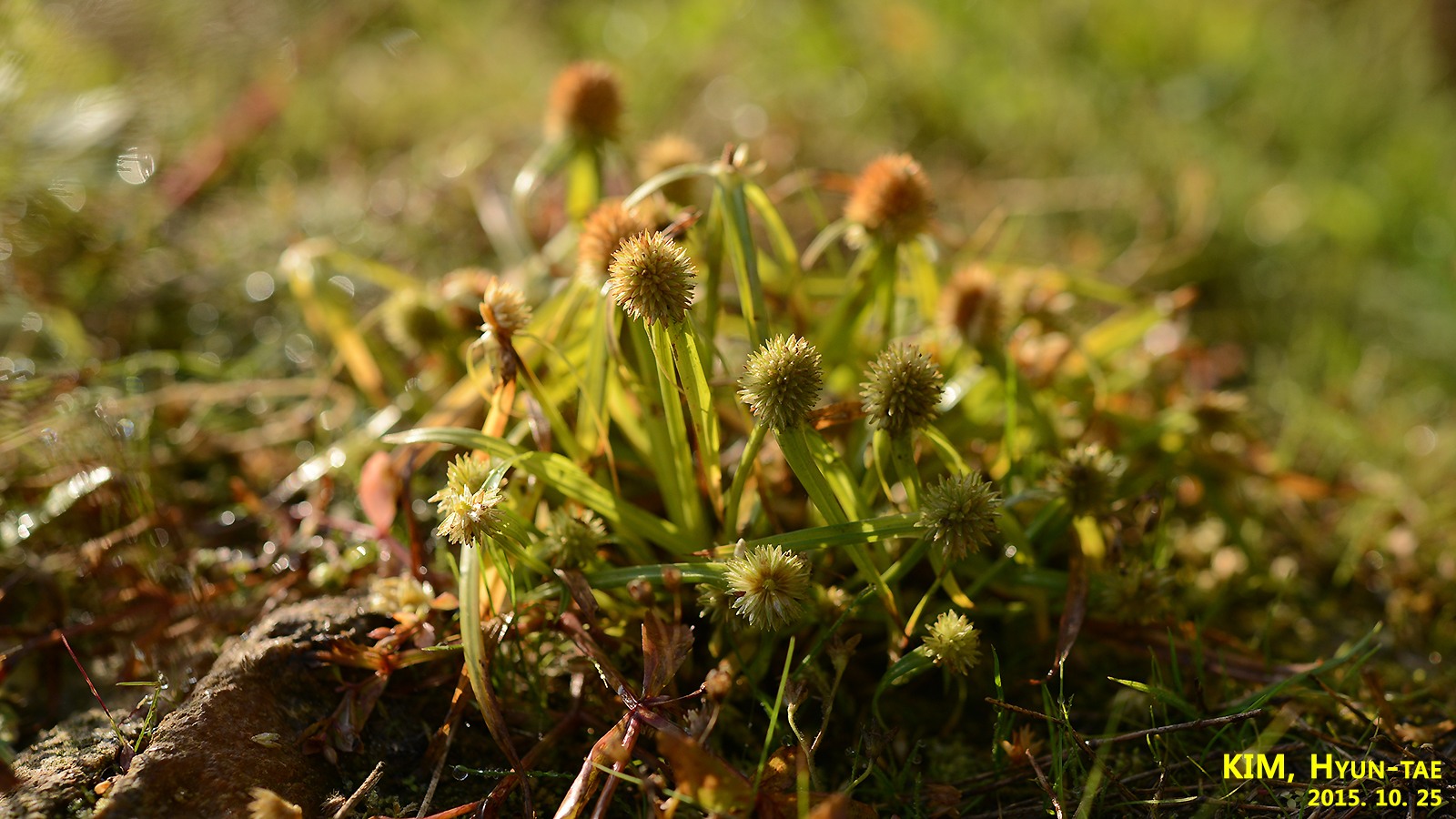 Cyperus brevifolius