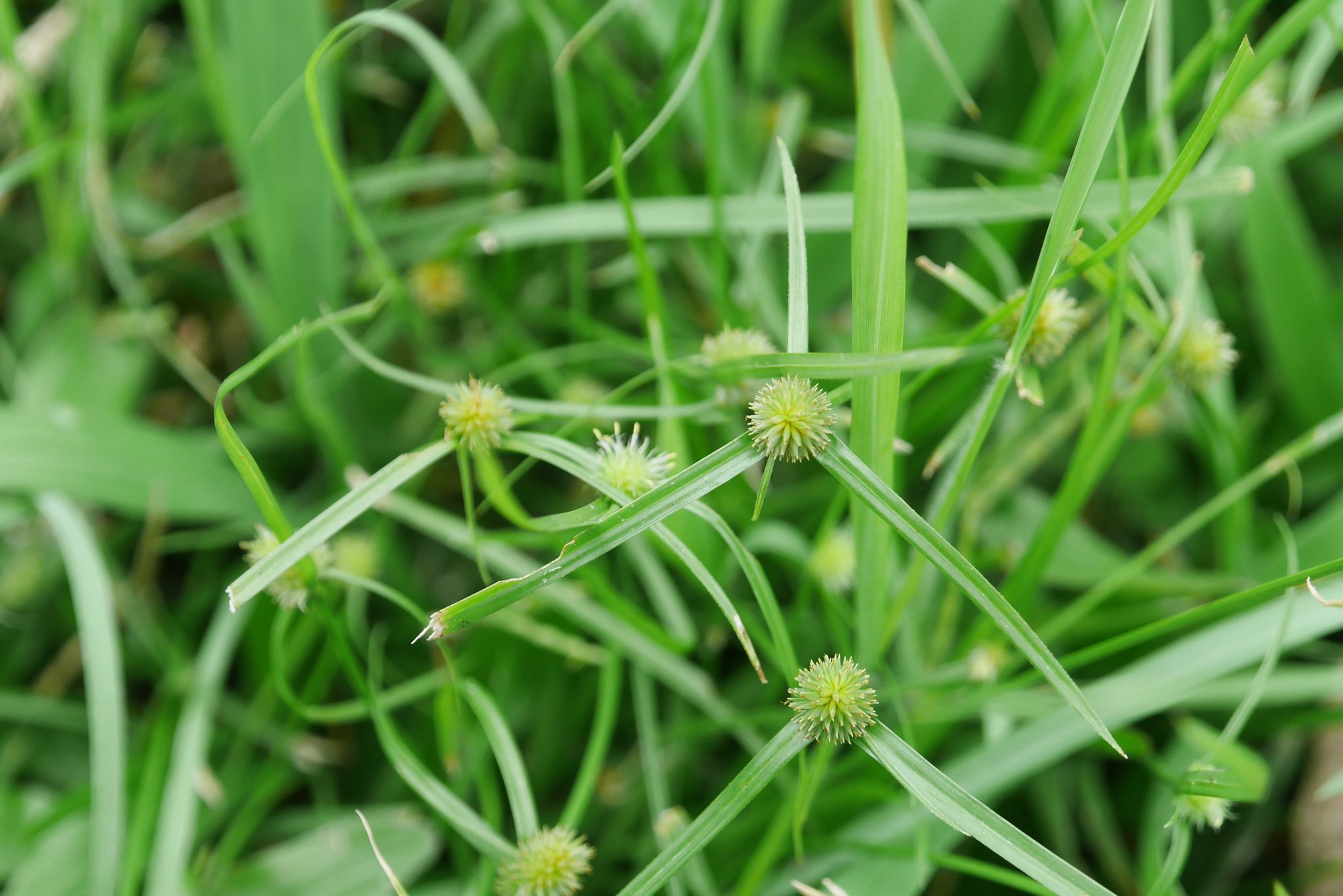 Cyperus brevifolius