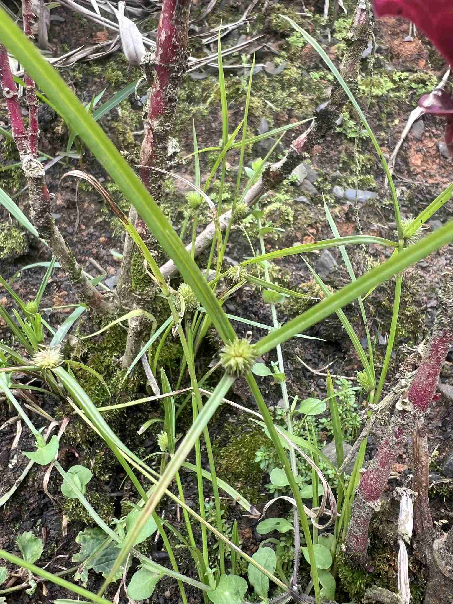 Cyperus brevifolius