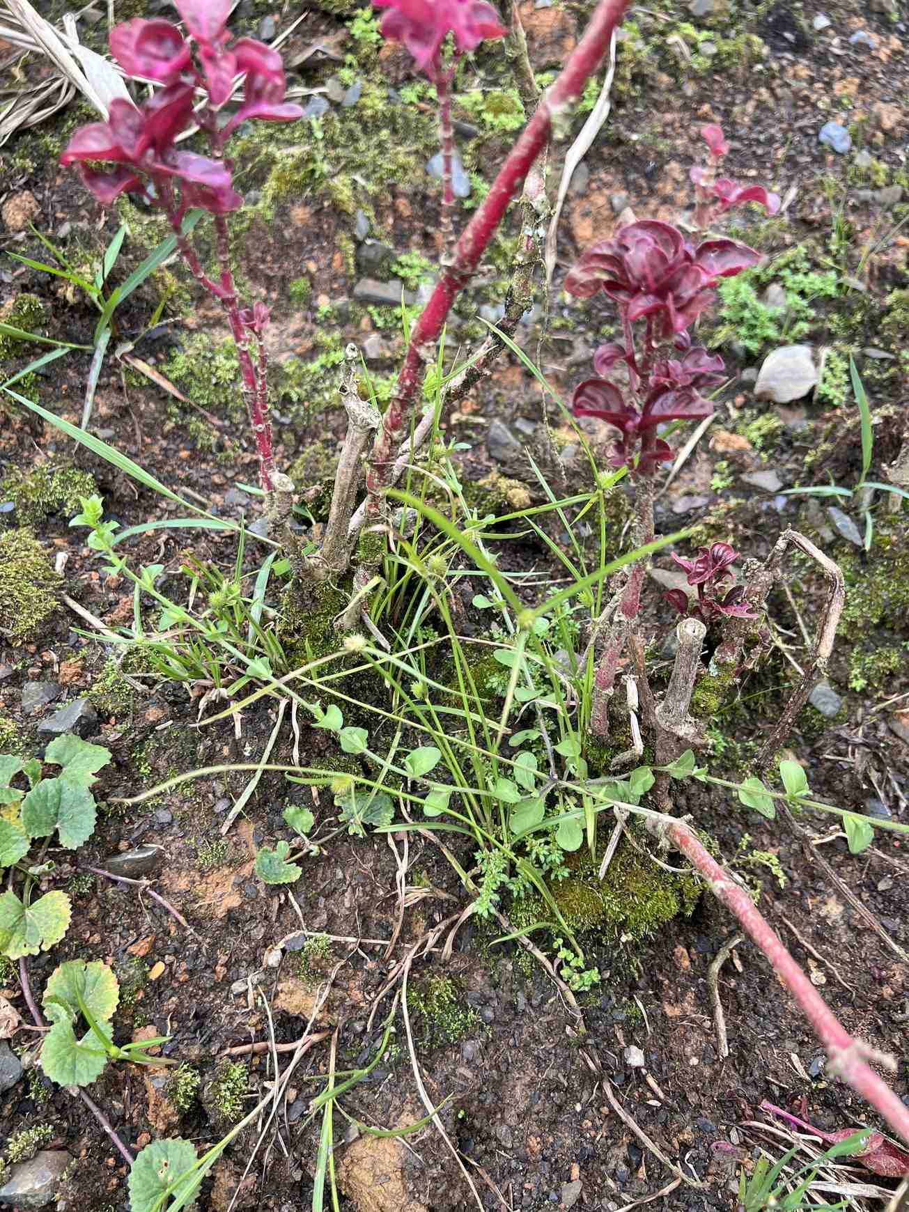 Cyperus brevifolius
