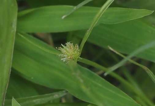 Cyperus brevifolius