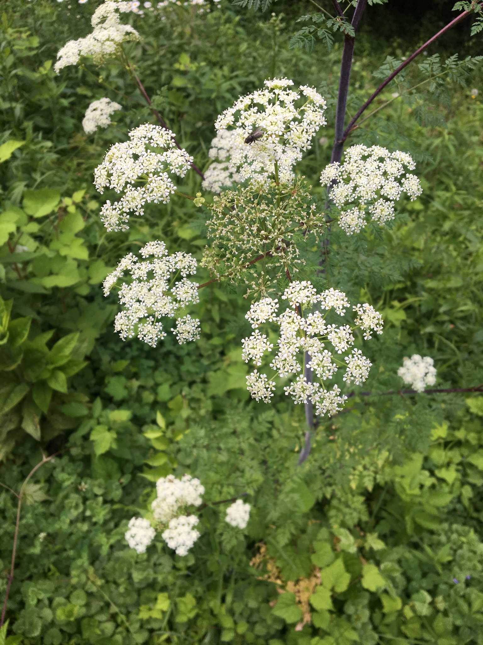 Conium maculatum