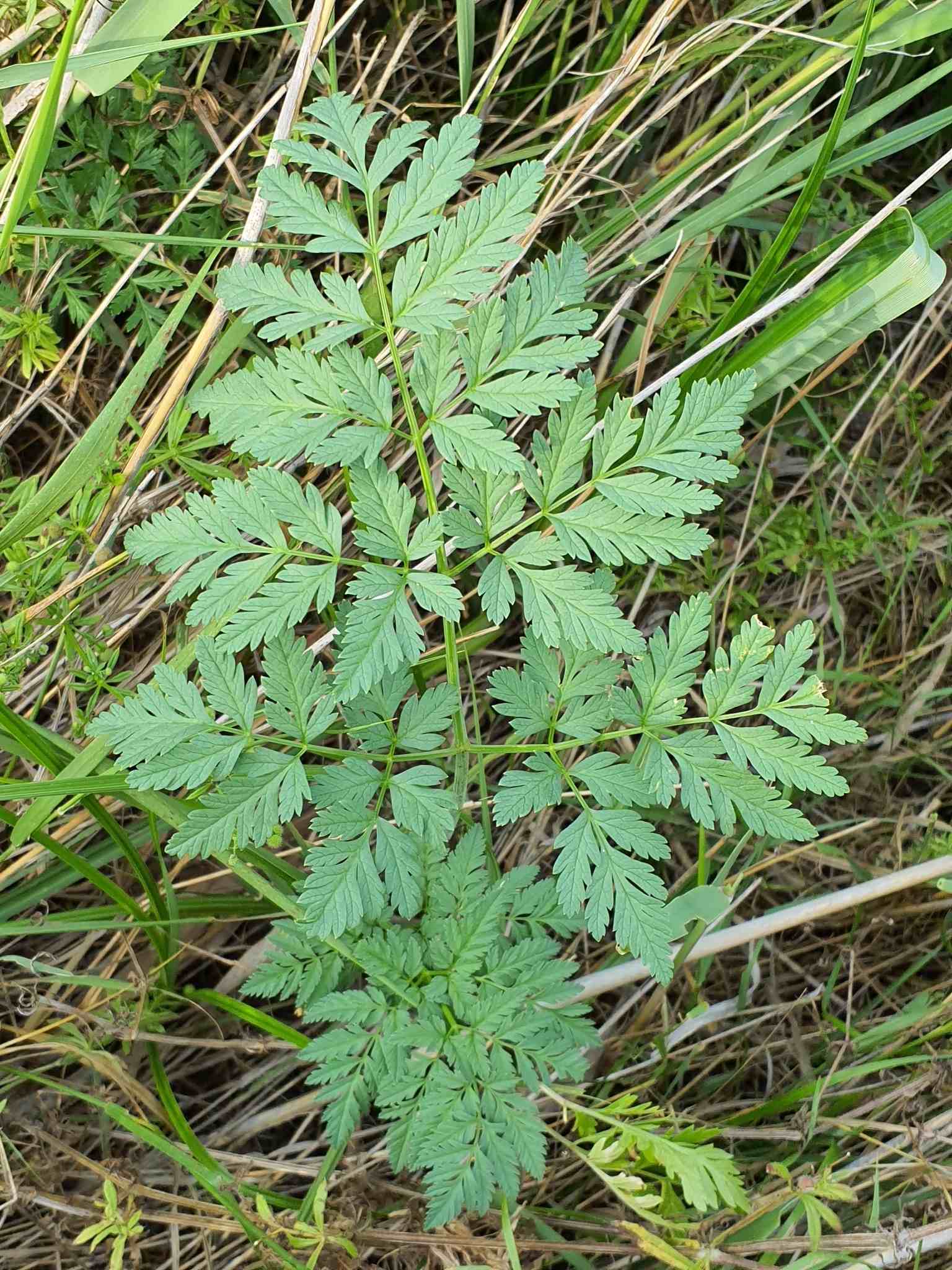 Conium maculatum