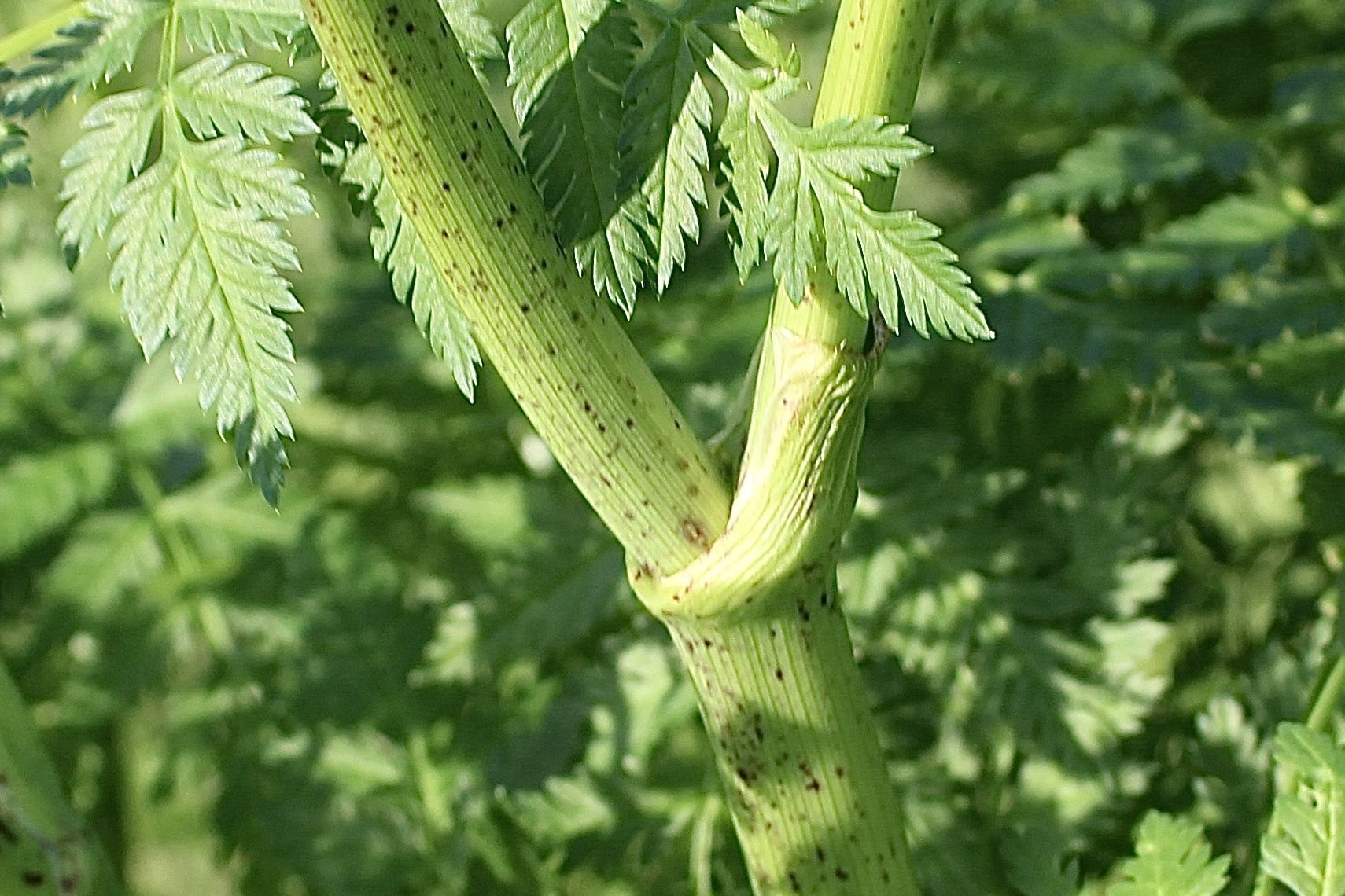 Conium maculatum