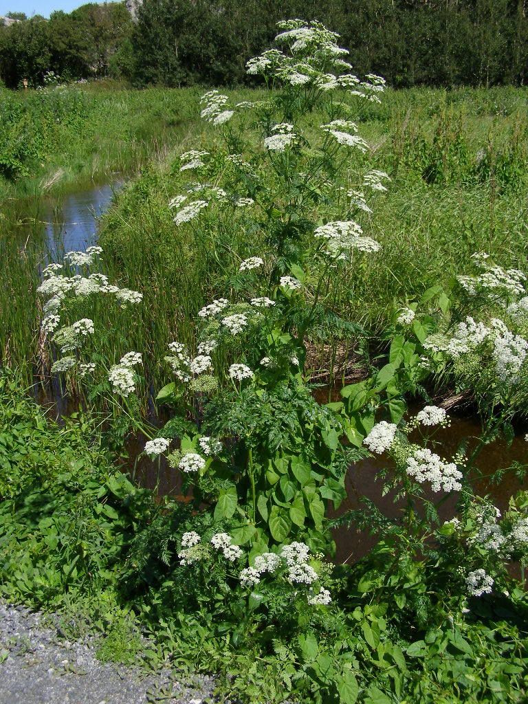 Conium maculatum