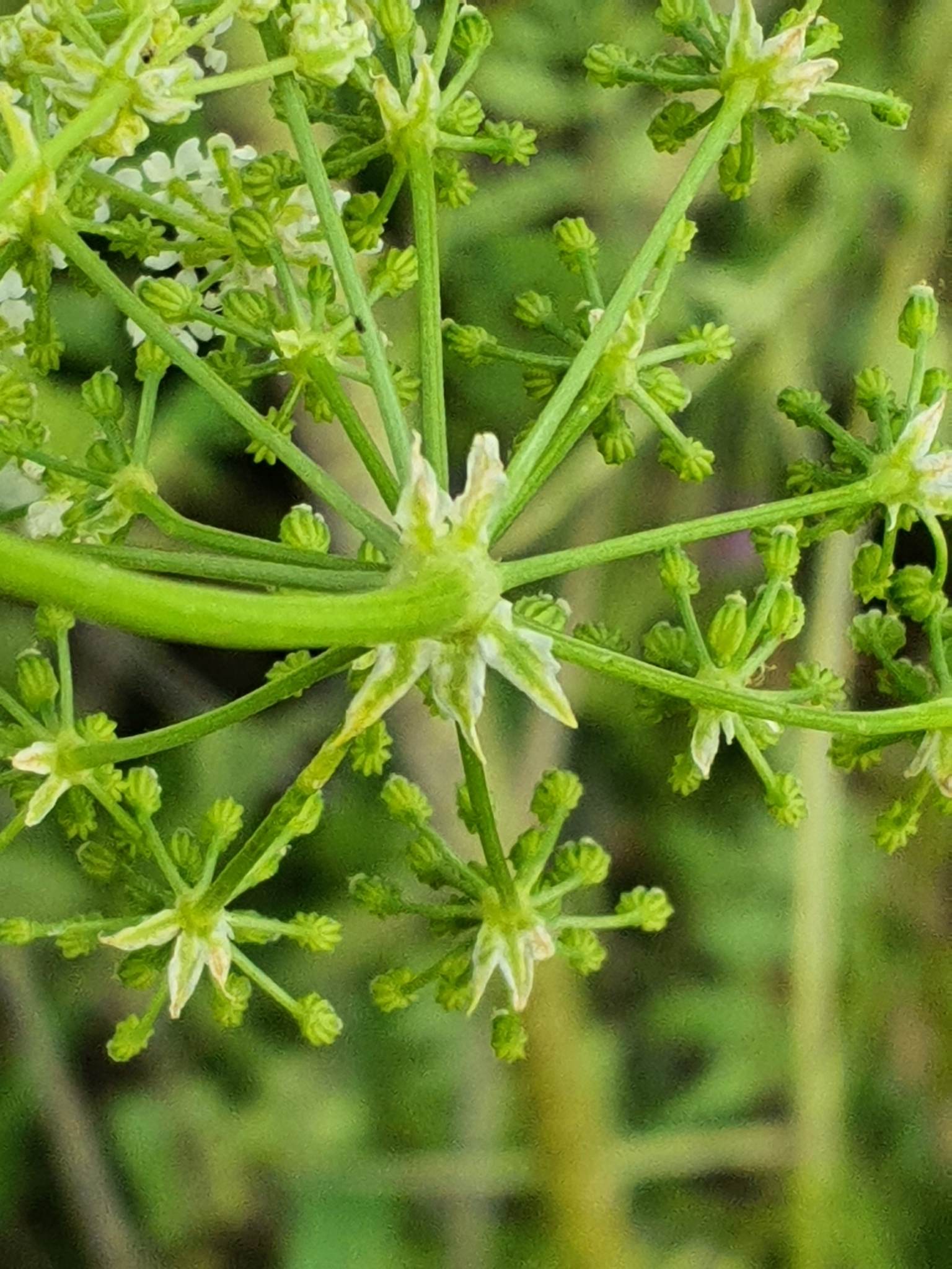 Conium maculatum