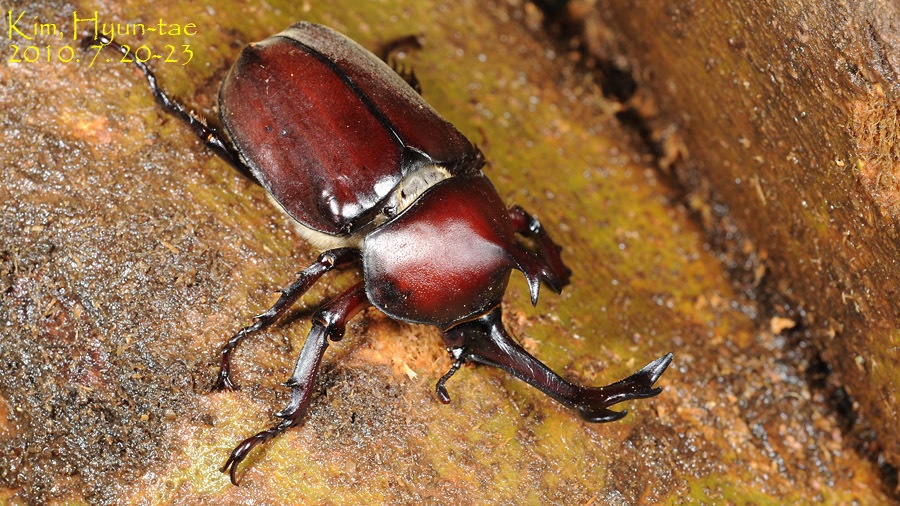 Trypoxylus dichotomus