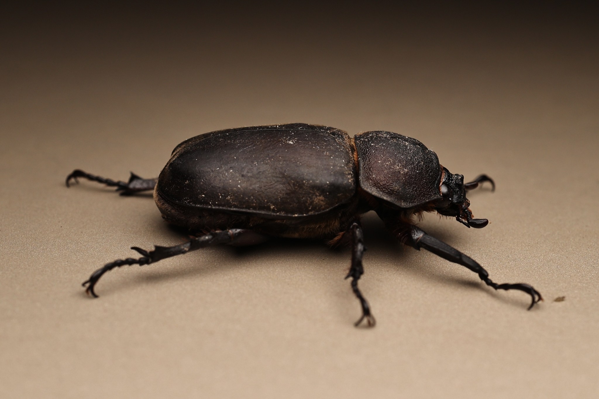 Trypoxylus dichotomus