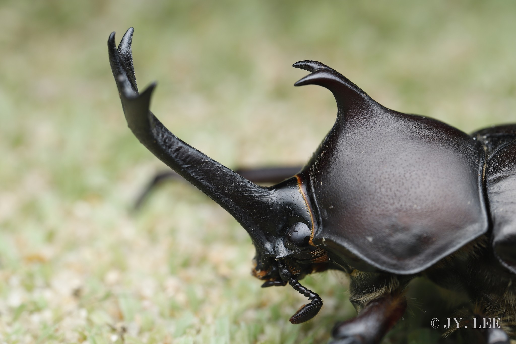 Trypoxylus dichotomus