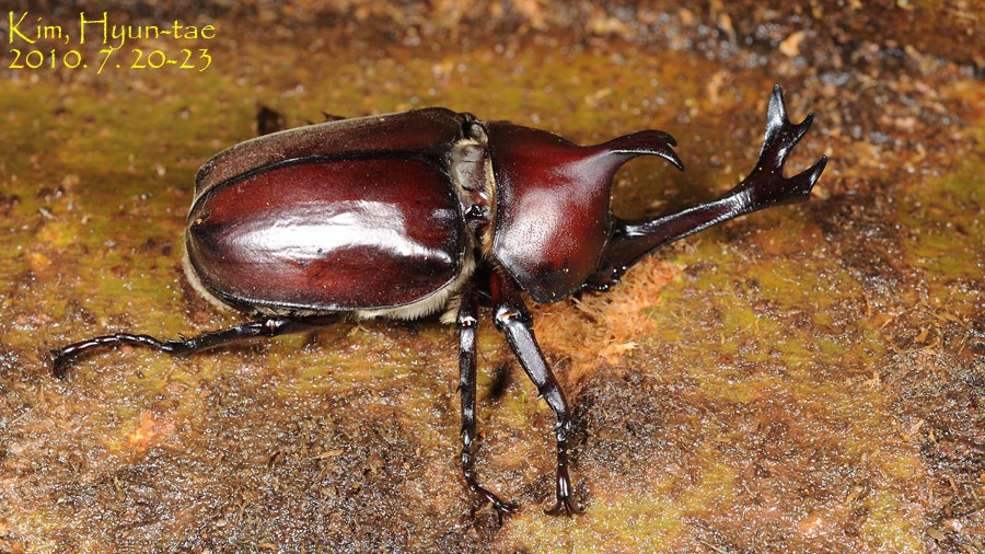 Trypoxylus dichotomus