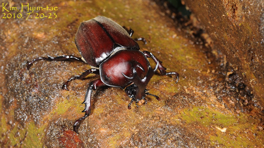 Trypoxylus dichotomus