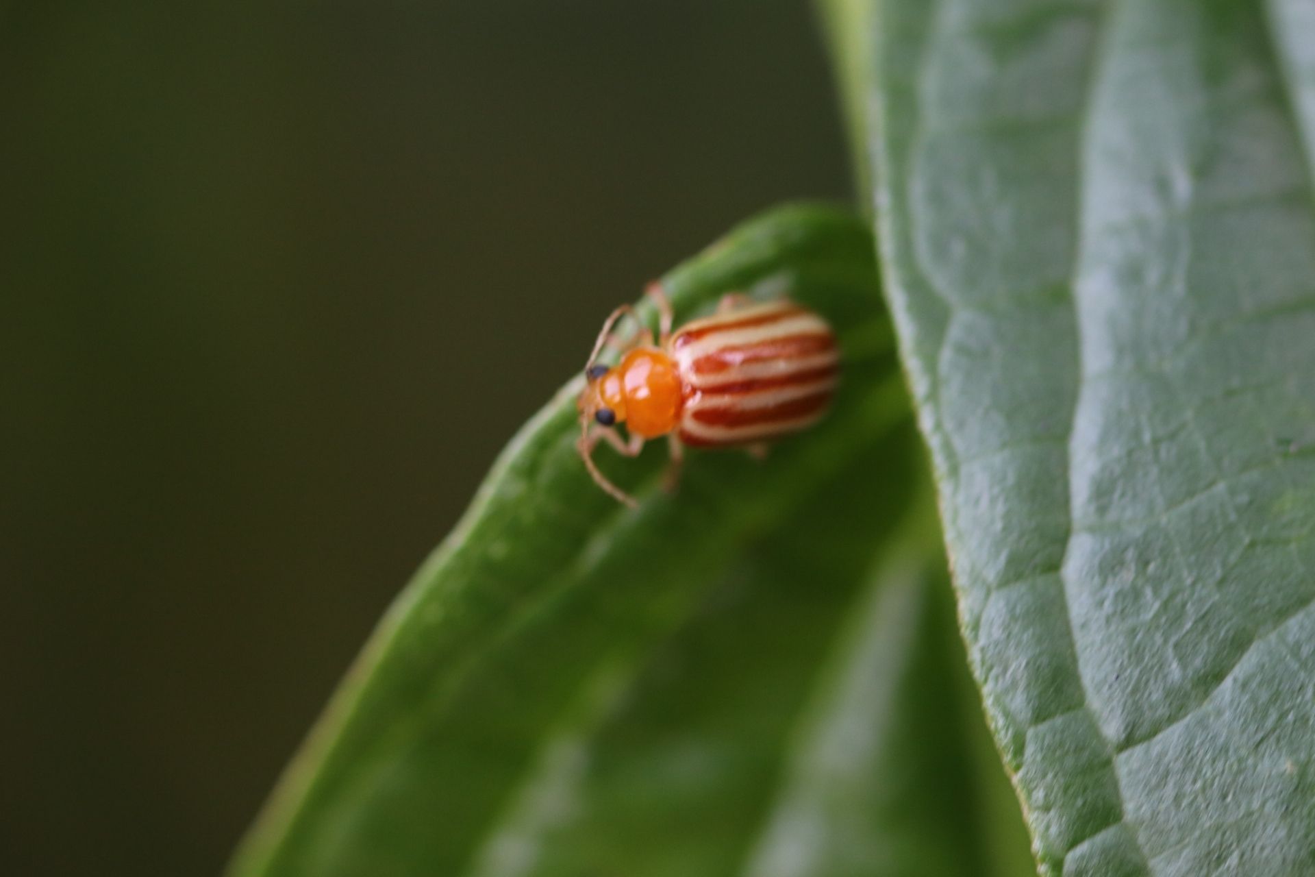 Exora encaustica