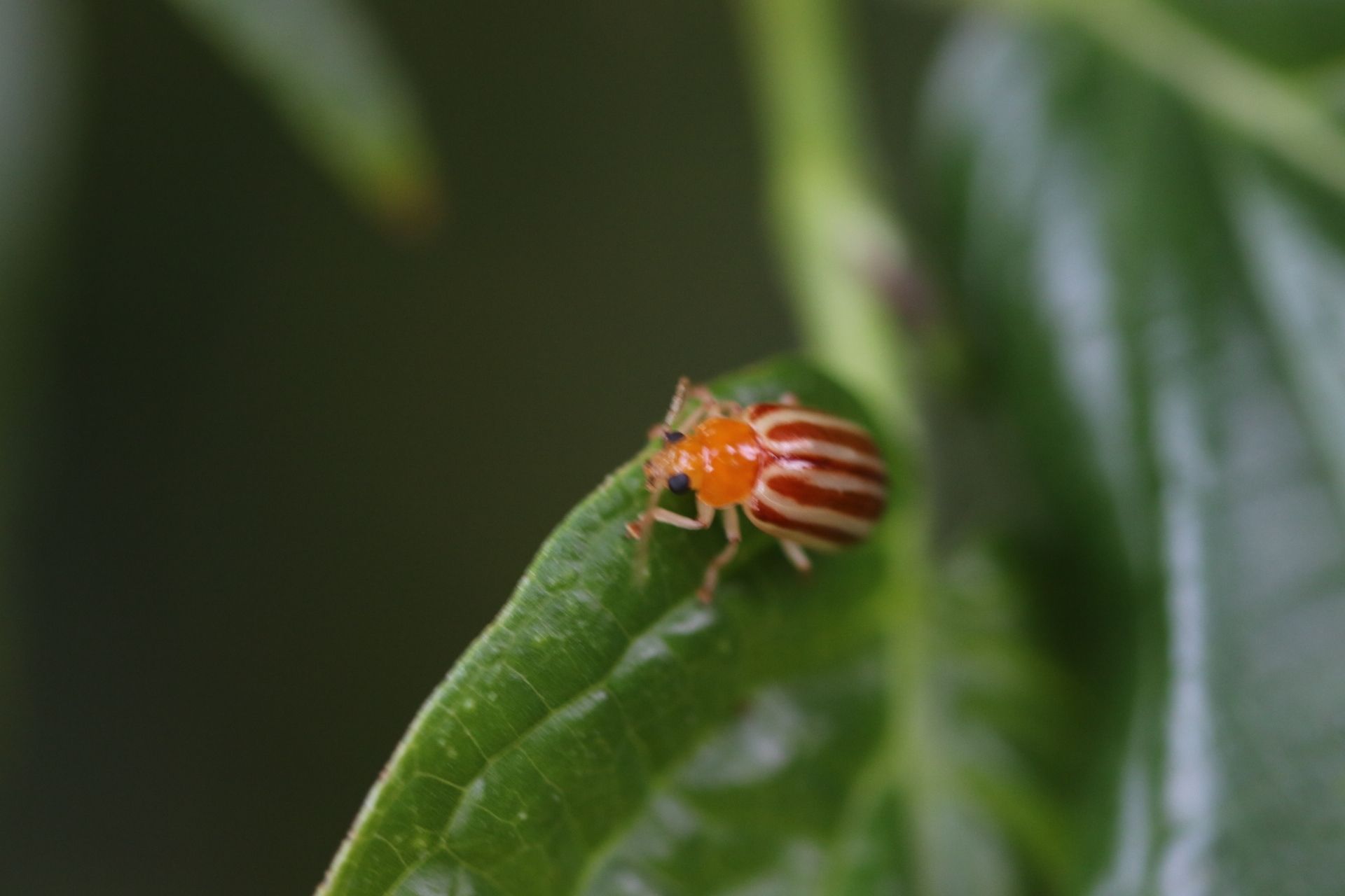 Exora encaustica