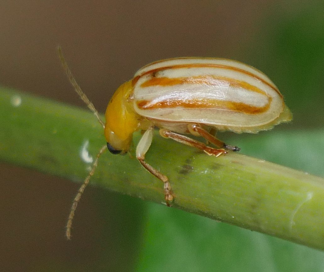 Exora encaustica