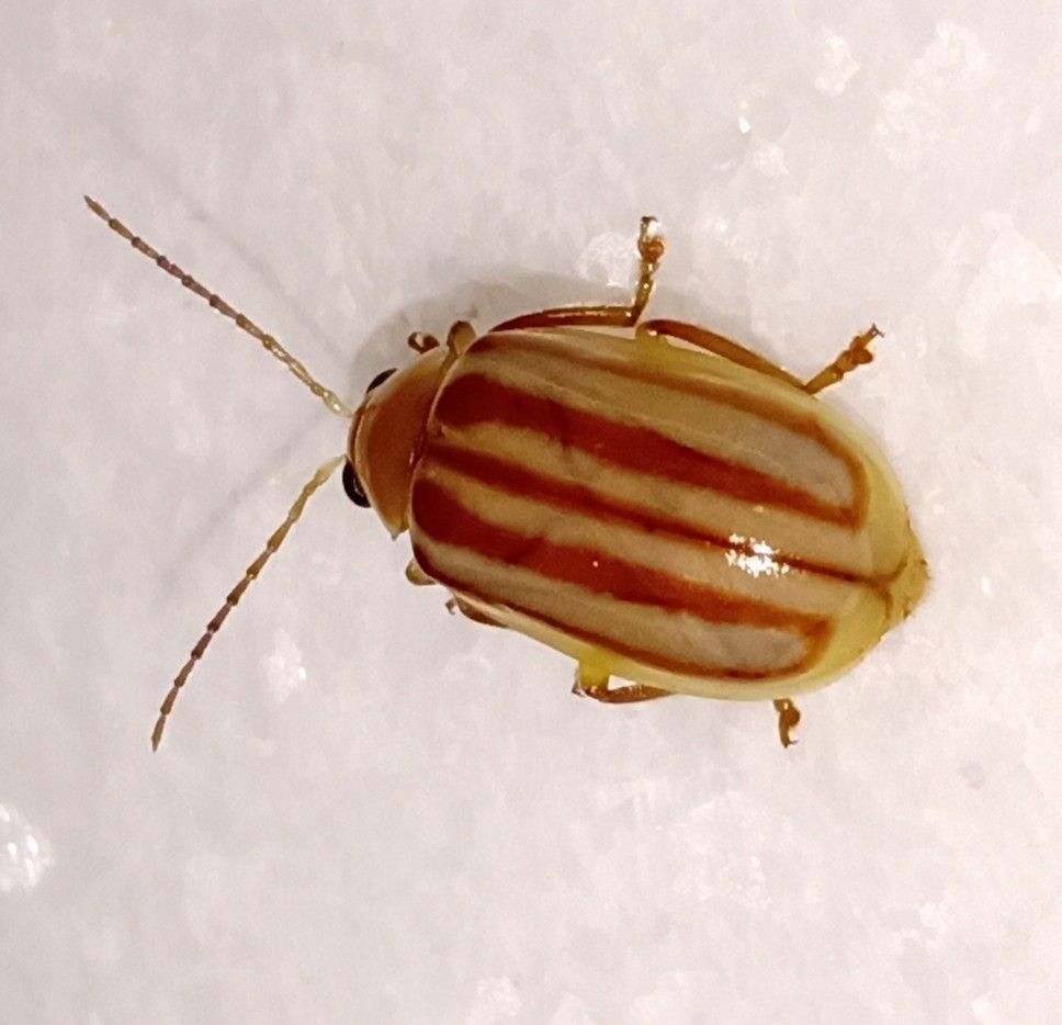 Exora encaustica
