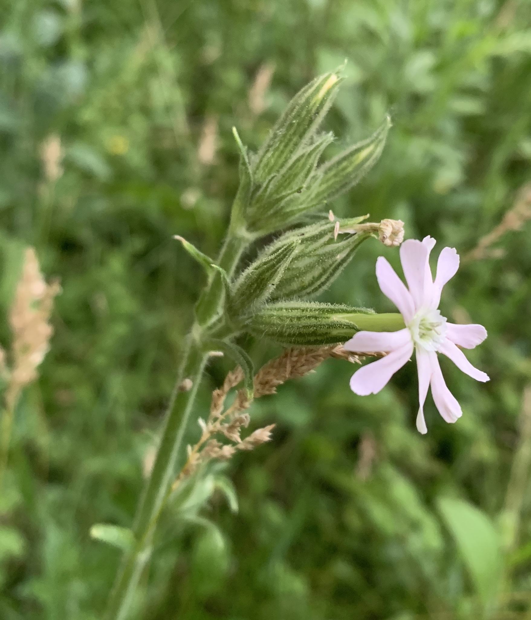 Silene noctiflora