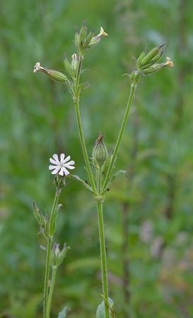 Silene noctiflora