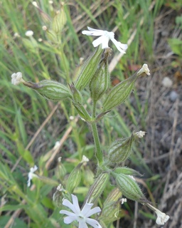 Silene noctiflora