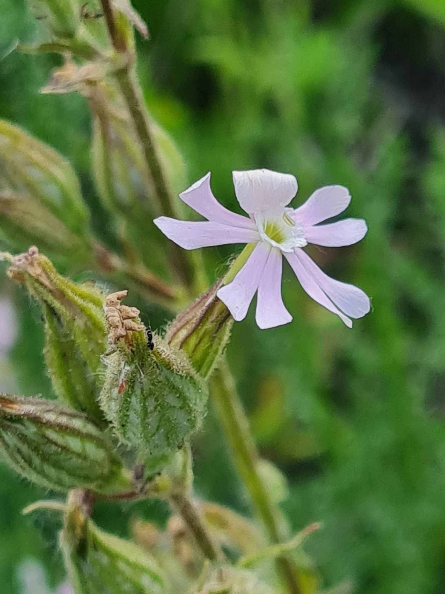 Silene noctiflora