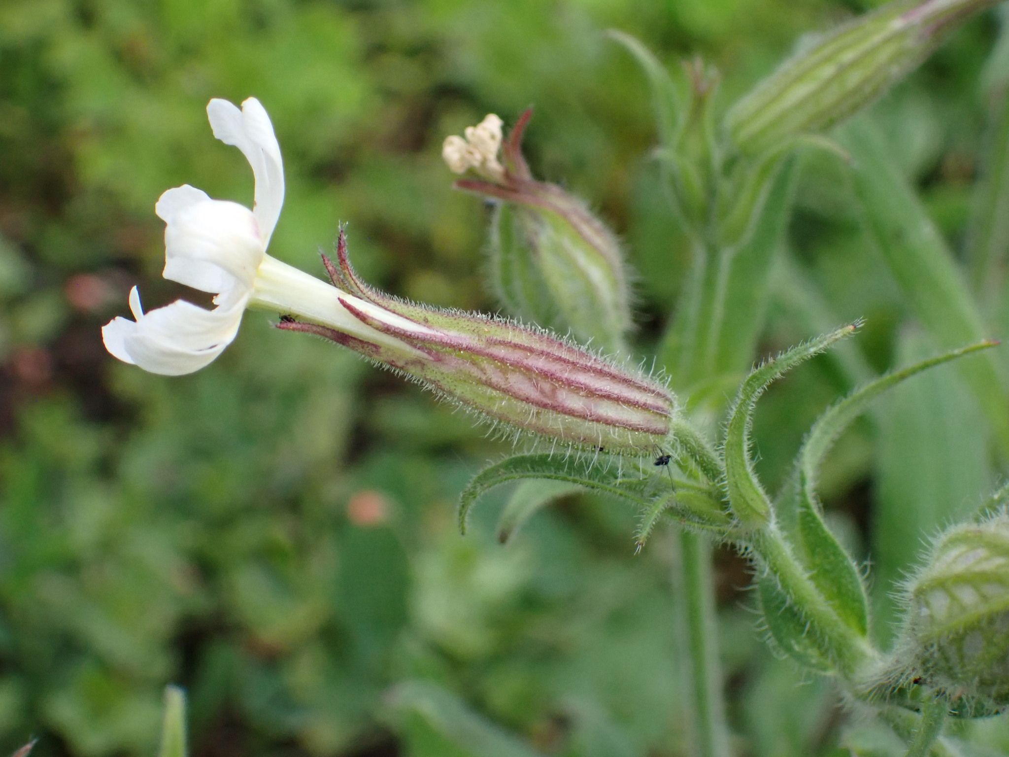 Silene noctiflora