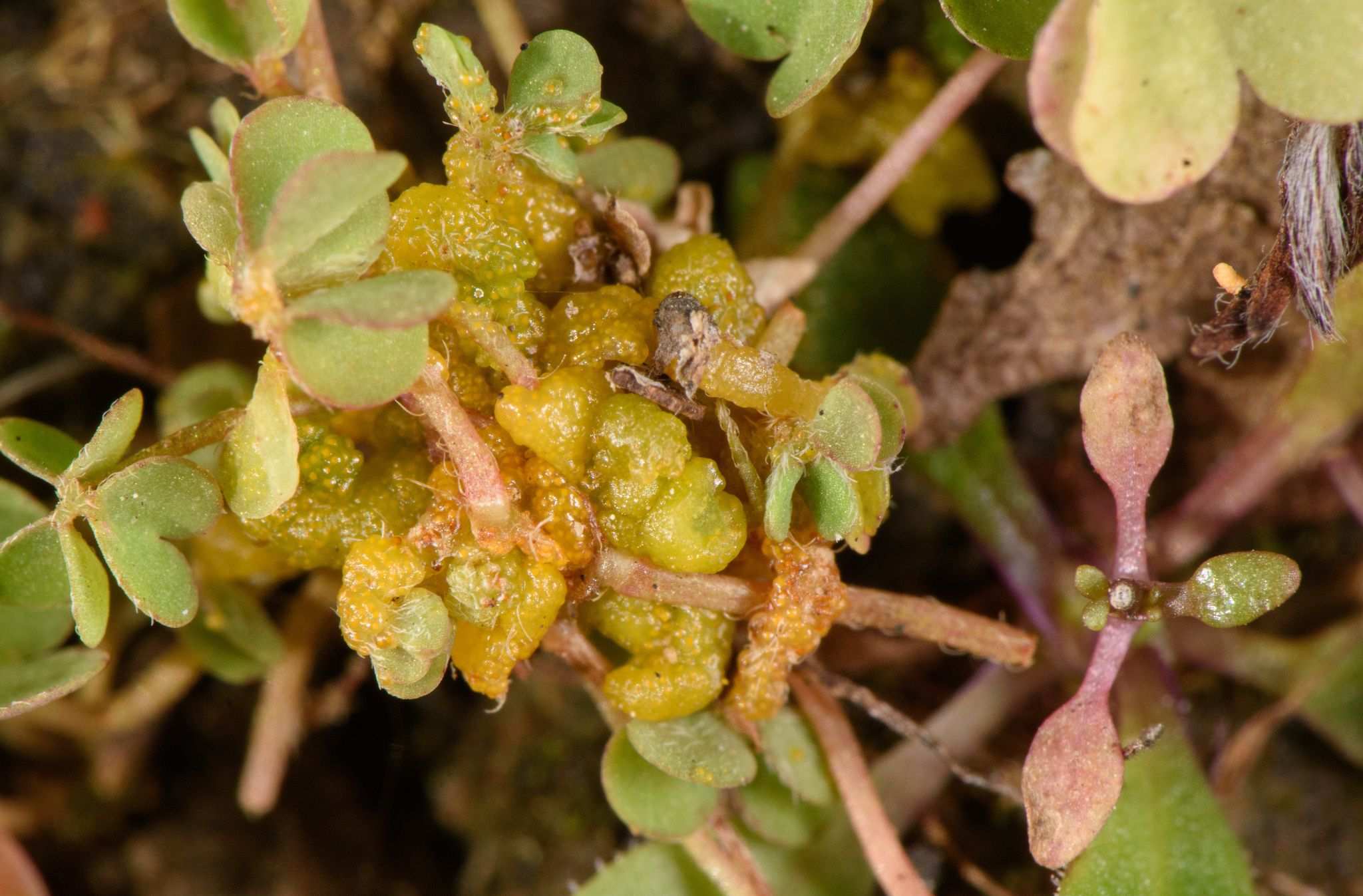 Synchytrium aureum