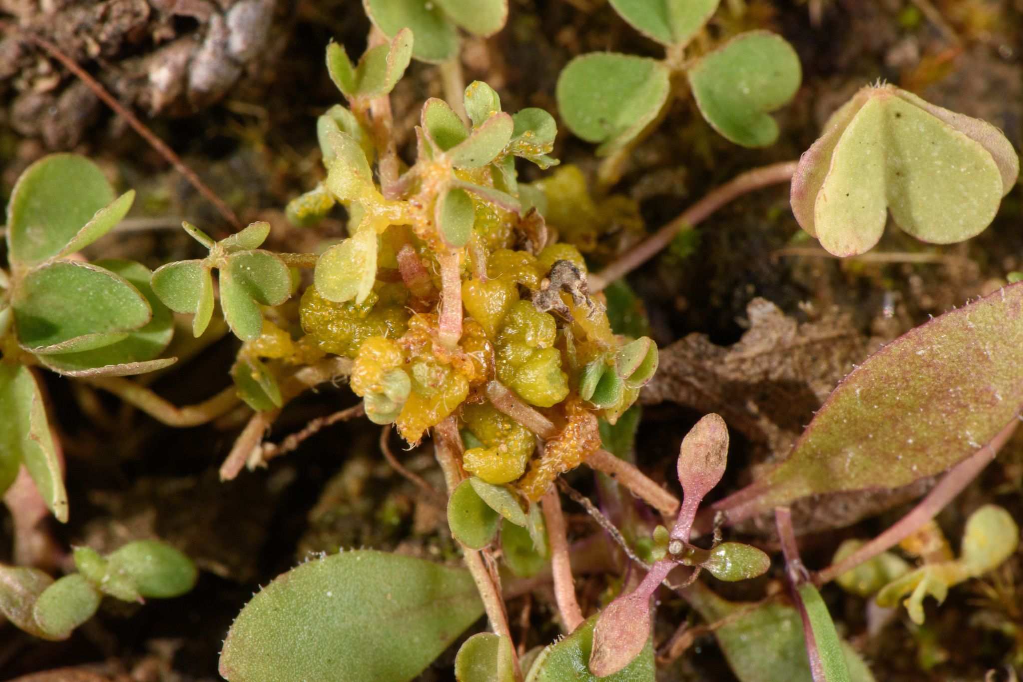 Synchytrium aureum