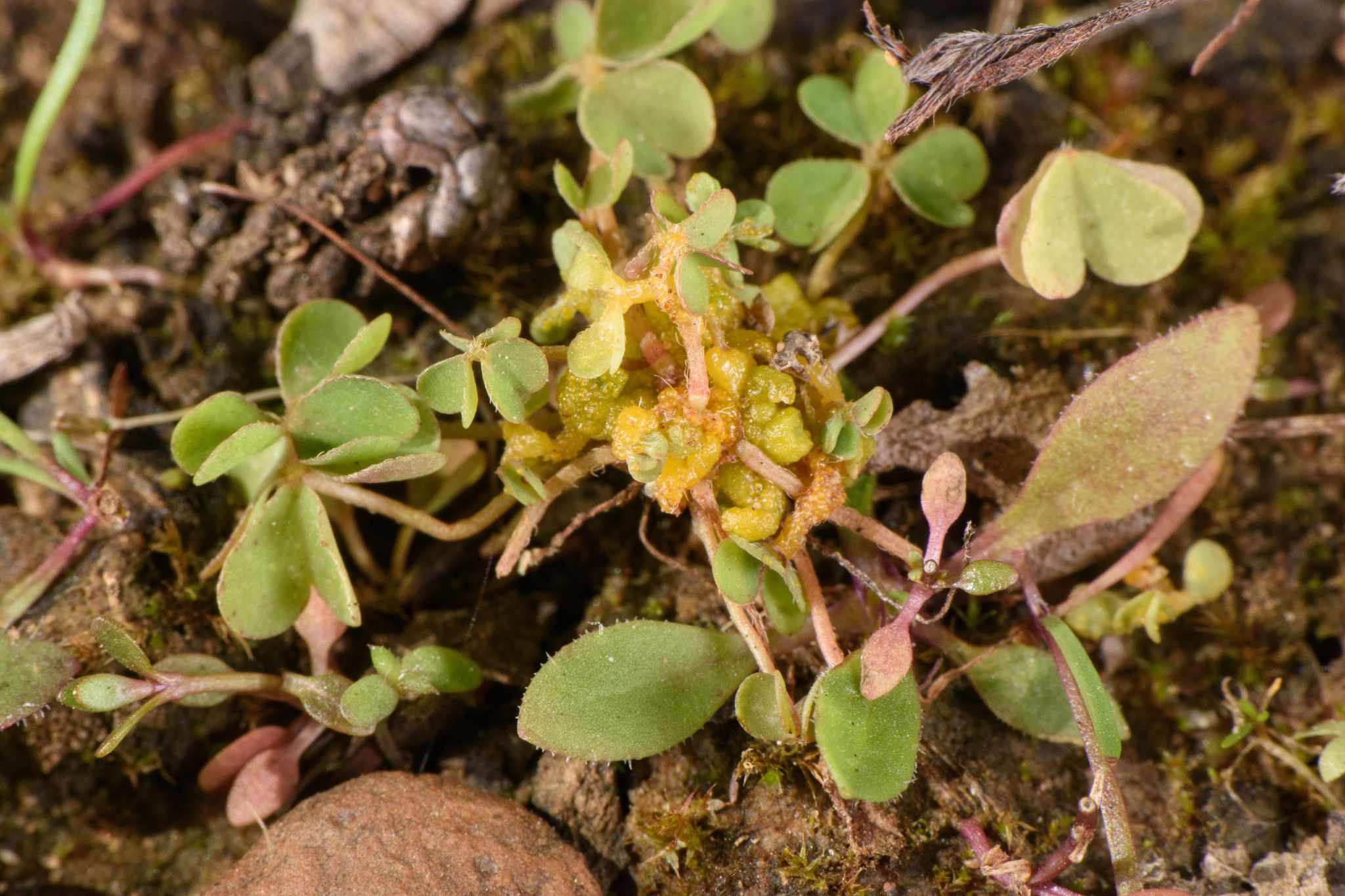 Synchytrium aureum